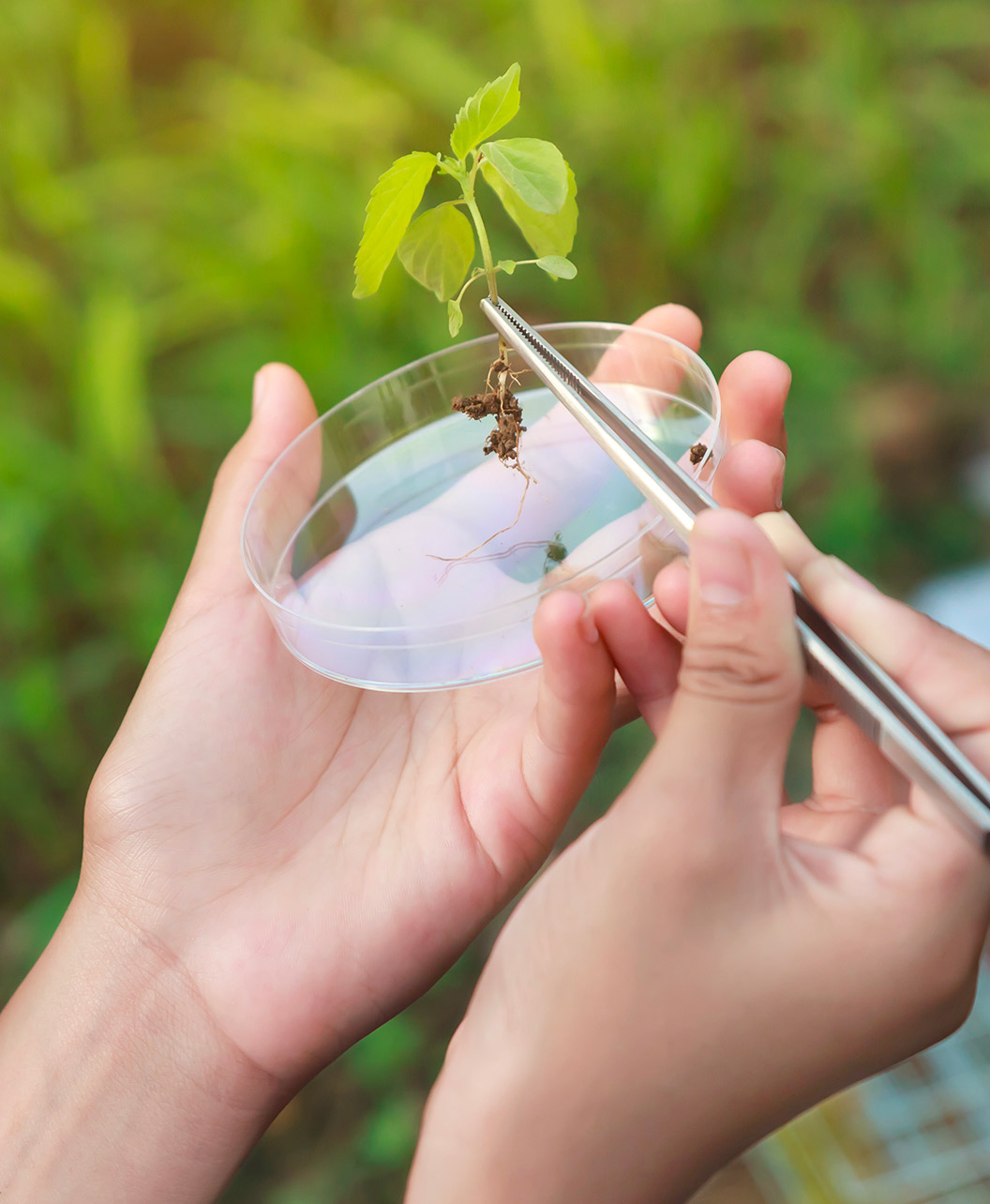 Corsi Accreditati per Periti Agrari