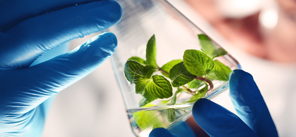 Crediti Formativi Agronomi e Forestali Crediti Formativi Agronomi